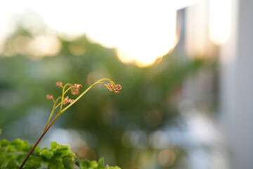 Delta maidenhair fern Adiantum raddianum leaves closeup