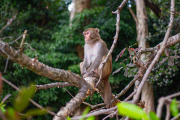 a monkey sits in a tree 