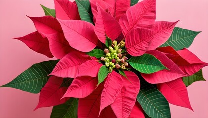 Wall Mural - Vibrant Pink Poinsettia Bloom Surrounded by Lush Green Foliage