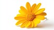 © Denny - A Single Yellow Daisy Flower Isolated on a White Background
