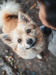 Canvas Print - Dog Looking Up.