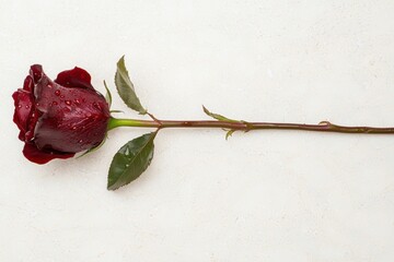 Poster - Vibrant red rose with water droplets on stem