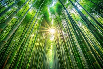 Wall Mural - Enchanting Bamboo Forest with Sunlight Beams wallpaper