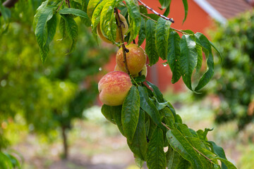 Peaches on a branch