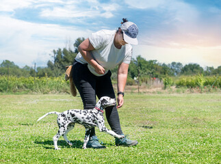 Wall Mural - training of puppy dalmatian