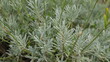 © Tonya - Rosemary (Rosmarinus officinalis) is an herb native to the Mediterranean region, spice collection, harvest