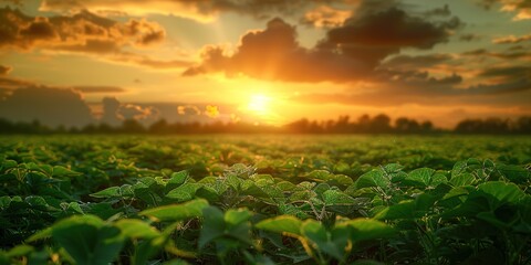 Wall Mural - sunset in the field