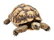 © Innovate Visuals - tortoise crawling isolated on transparent background