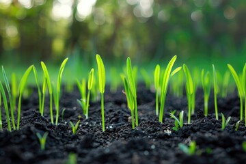 New Grass. Sprouting Lawn Grass Signifying Growth and Life in Nature