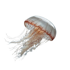 jellyfish  with transparent background PNG and JPEG image