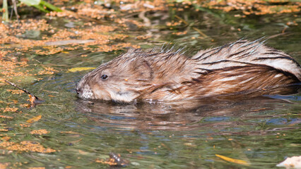 Wall Mural - otter in the water