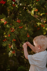 Boy picking berries from tree