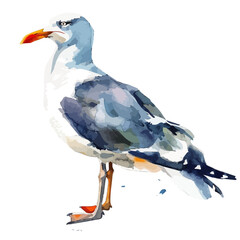 Watercolor drawing of Seagull, isolated on a white background, and Seagull vector