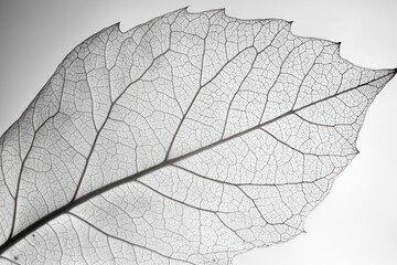 Poster - A close-up shot of a translucent leaf with visible veins.