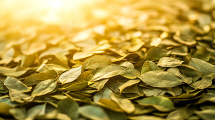 Sun shining on a pile of drying bay leaves