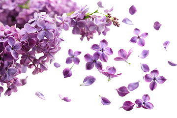 a cluster of vibrant lilac flowers with individual petals floating around, giving a dynamic and deli