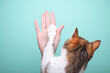 © splitov27 - The concept of friendship between people and cats. High five woman hand and cat paw on mint green background
