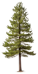 Wall Mural - Sugar pine tree plant fir white background.