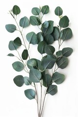 Aufkleber - A cluster of green leaves arranged neatly on a white background, ideal for designs and illustrations