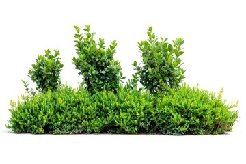 Poster - A cluster of green bushes growing together, suitable for landscaping or gardening images