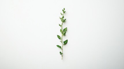 Sticker - Single Sprig of Green Leaves on a White Background