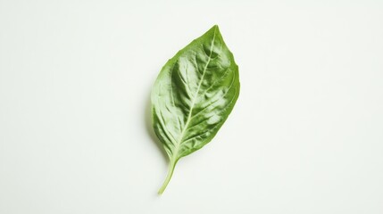 Sticker - Single Green Basil Leaf on a White Background