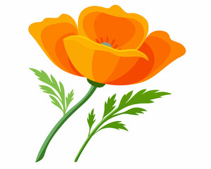 Wall Mural - California Poppy Flower vector illustration on a white background