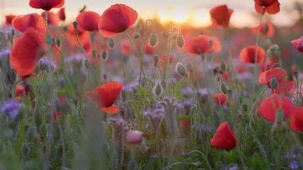 Aufkleber - Camera move along red poppies and other field summer flowers. Red poppy field, flowers sway in the wind at sunset background. Gimbal shallow DOF shot. Sunset over field of wild poppies