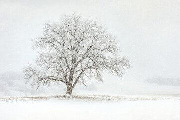 Sticker - A lone tree stands in a snowy field under a gray sky.