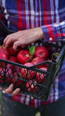 Sticker - Unrecognized old man looking over the apples in the box. Farmer checking up apples he picked up from the trees. Blurred backdrop. Vertical video