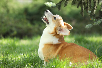 Wall Mural - Cute welsh corgi pembroke walking in the summer park