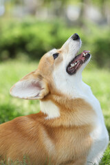 Wall Mural - Cute welsh corgi pembroke walking in the summer park