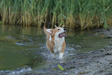 Wall Mural - Cute pembroke welsh corgi having fun in the water on the beach 