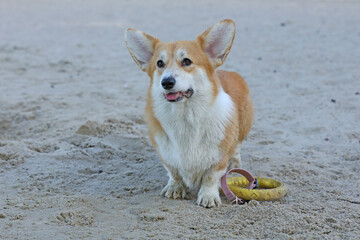 Cute pembroke welsh corgi having fun on the beach with sand