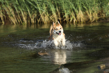 Wall Mural - Cute pembroke welsh corgi having fun in the water on the beach 