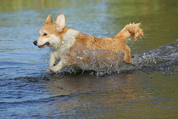 Wall Mural - Cute pembroke welsh corgi having fun in the water on the beach 