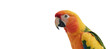 © Pixel Matrix - Parrot presented against transparent PNG background isolated