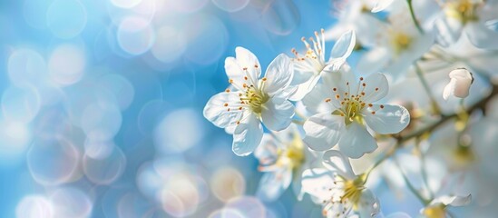 Wall Mural - Delicate Flowers Blooming In Spring With A Blue Sky In The Background