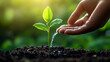© Yuwarin - Hand-watering a young plant in soil with morning sunlight on a green background