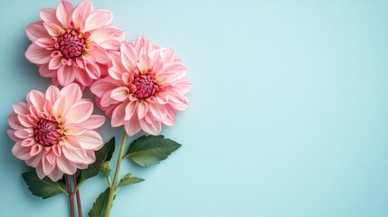 Stunning dahlia blooms on a pastel background featuring ample space for text in a flat lay style Ideal for birthday or Mother s Day greeting cards