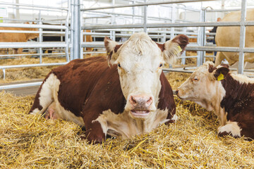 Beef cattle in the modern farm