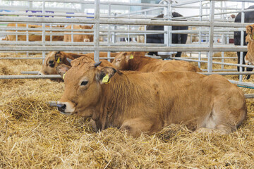 Brown cow cattle in the modern farm