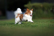© otsphoto - happy papillon dog running outdoors on green grass