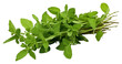 © Rawpixel.com - PNG Herbs vegetable plant food transparent background