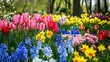 © wicha - vibrant garden scene with a mix of daffodils, tulips, and hyacinths blooming in early spring