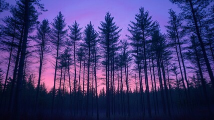 Wall Mural - silhouette of trees at sunset with pink and purple sky.