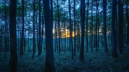 Wall Mural - sun shining through the trees in a dark forest.