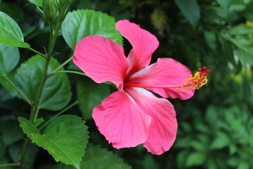 China Rose or Hibiscus flowers in a green garden