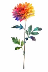 Wall Mural - Colorful dahlia flower illustration on a white background with vibrant petals and green leaves