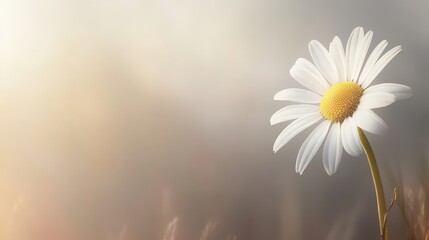 Canvas Print - Visualize a serene scene with a single, delicate daisy.